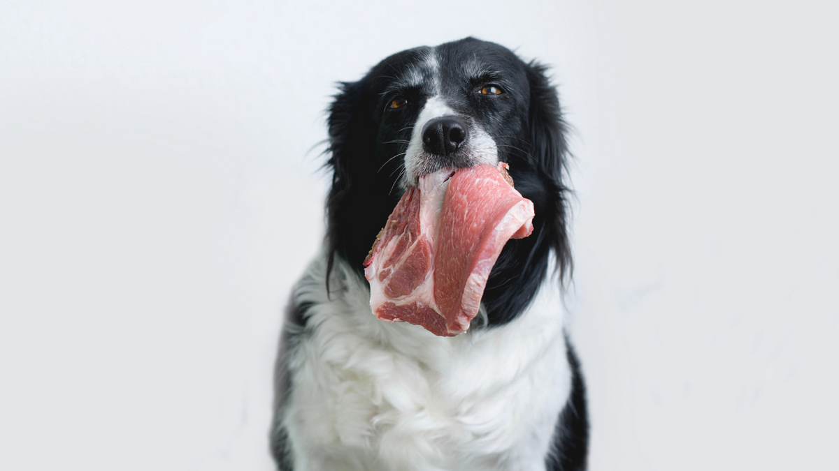 what is the best source of protein for a dog