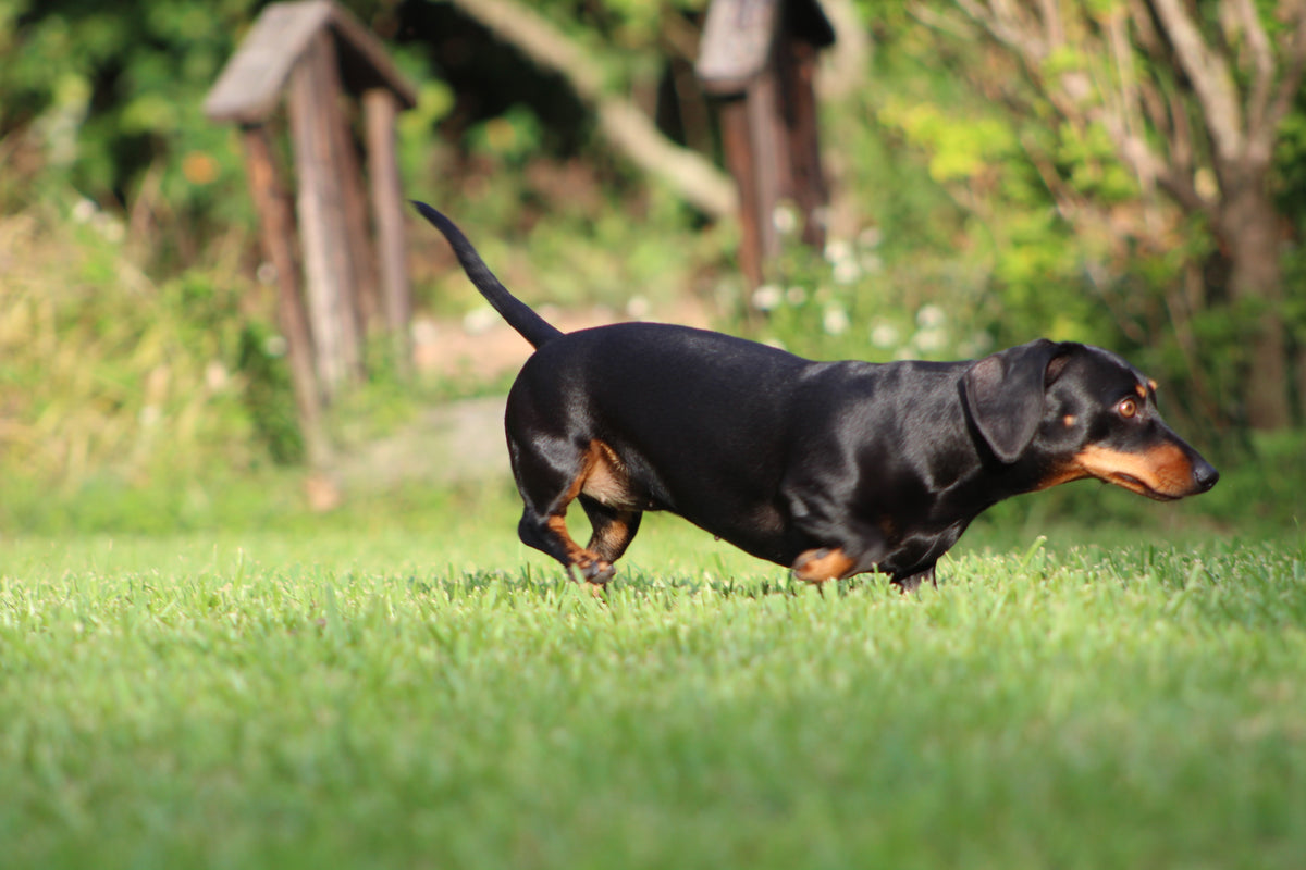 are dogs ashamed when they poop