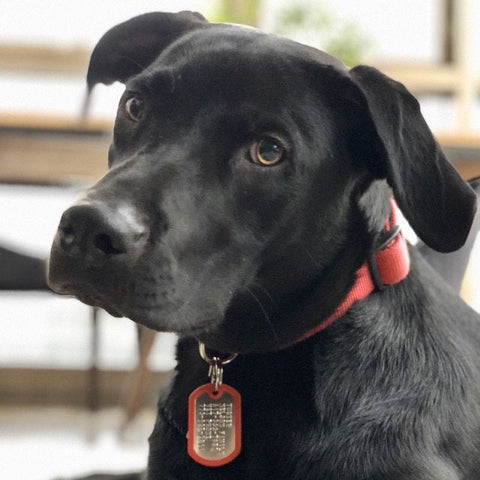 Black lab tag