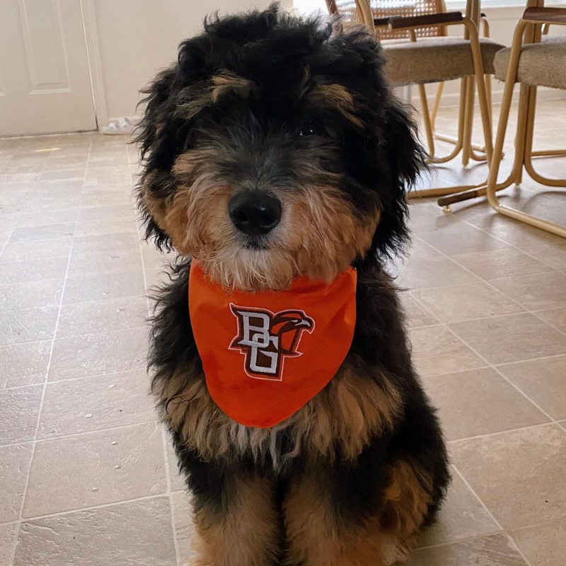 Pet Bandana with BGSU Mascot