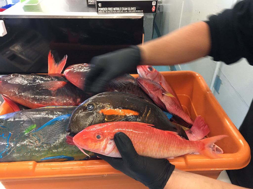 Getting fresh fish from suisan for sun dot Gyotaku event