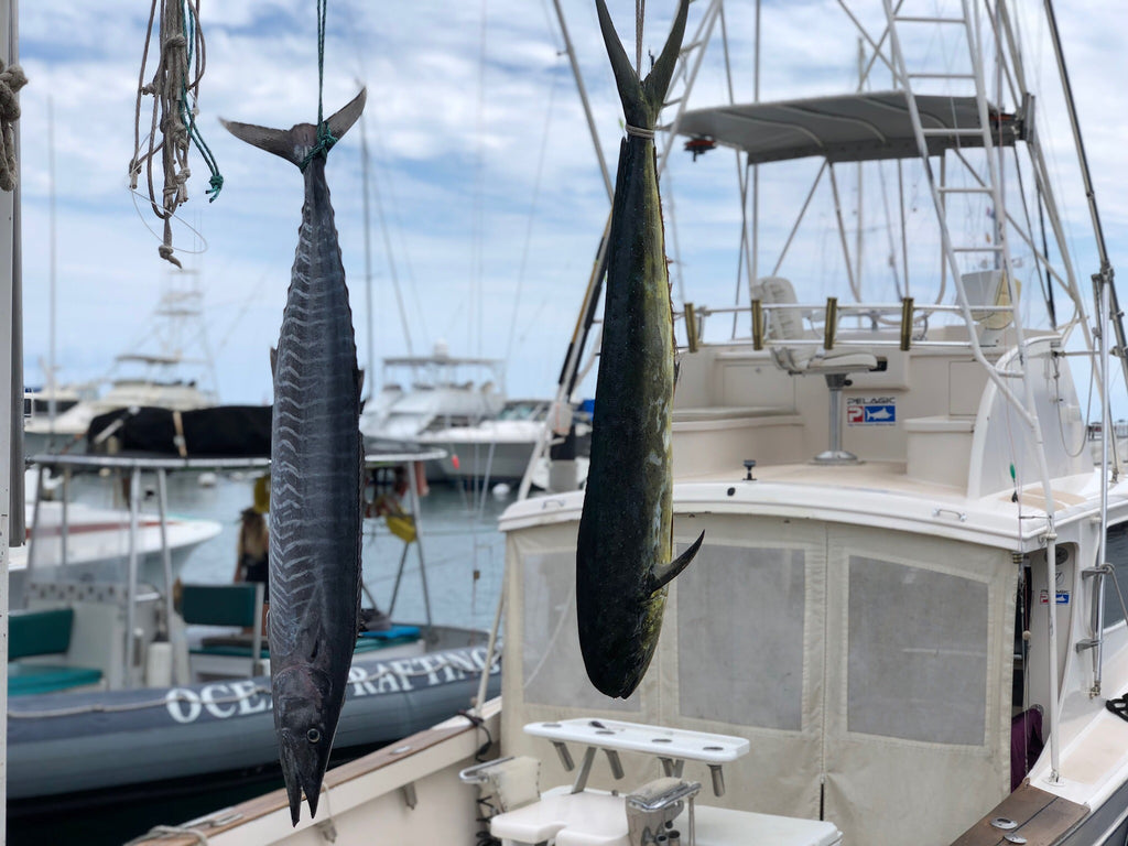 Fresh catch of the day Lahaina harbor