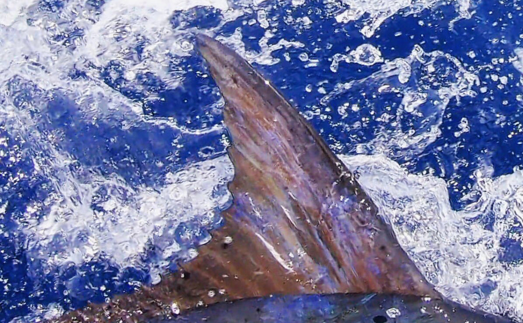 blue marlin dorsal fin photo by Chris Donato