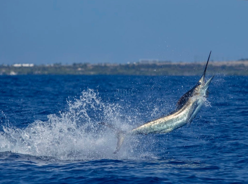 blue marlins put up a good fight photo by Joe Byrum