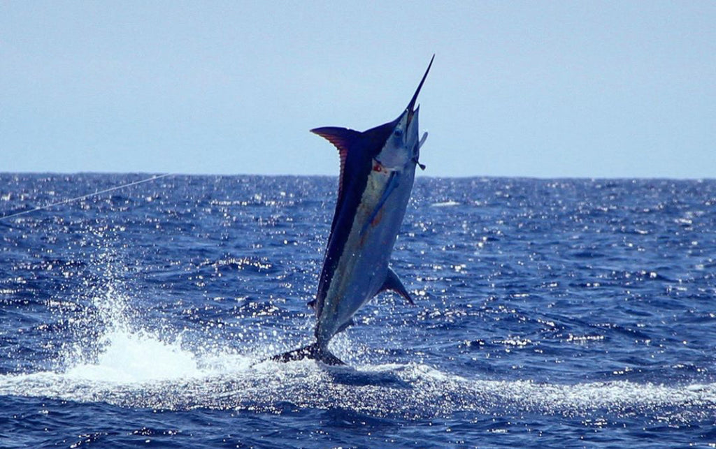 Blue Marlin Kona photo by carol lynne
