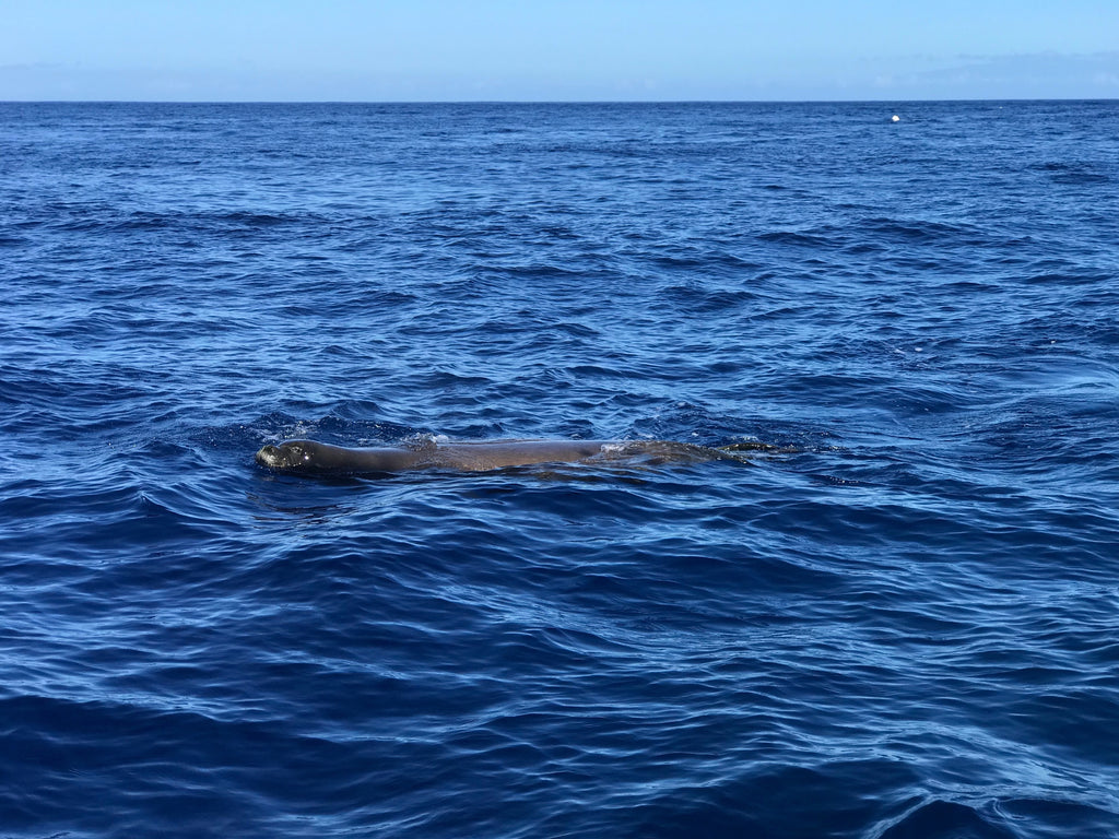 Hawaiian Monk Seal cruising near our boat in Kailua Kona