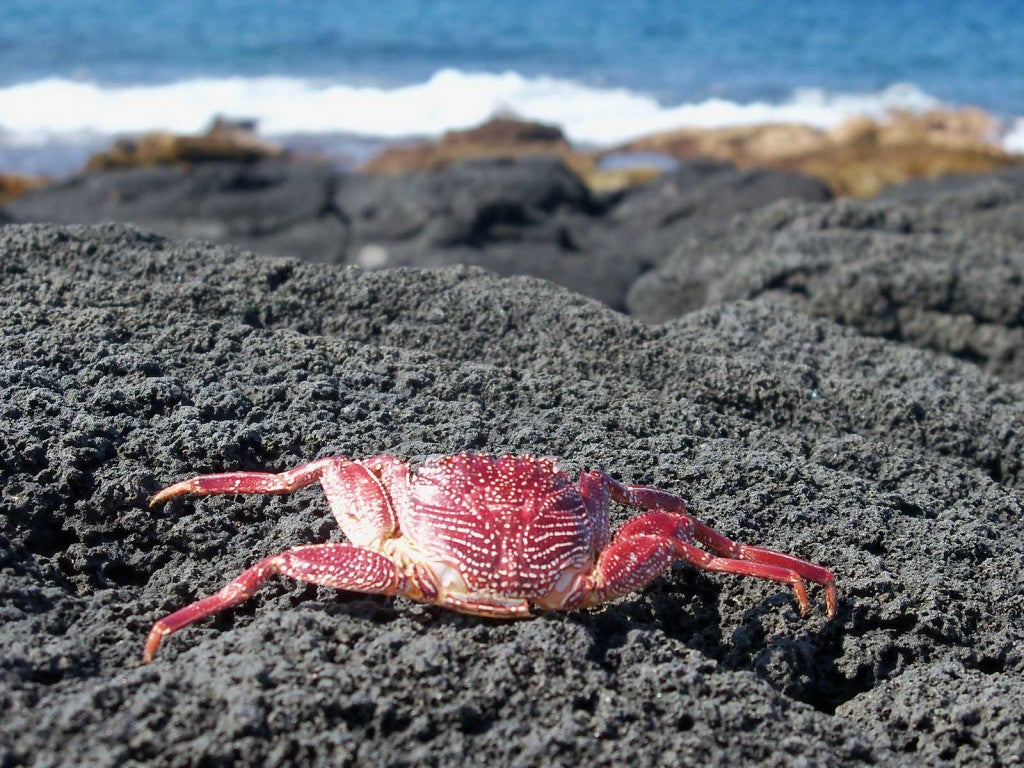 sunburned crab image from Hawaii picture of the day