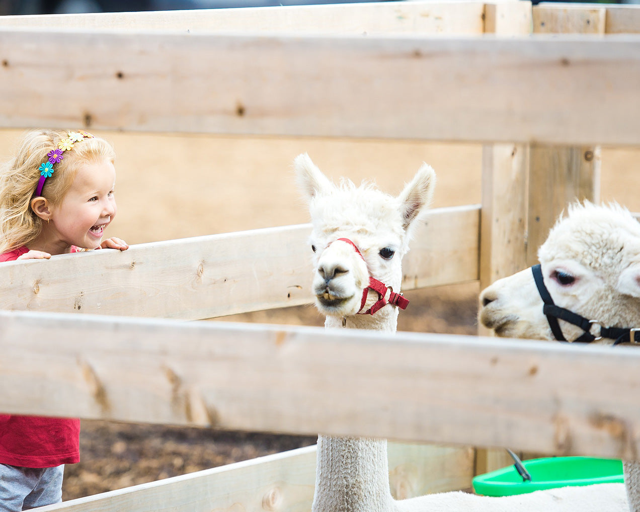 child-llama-farmers-market