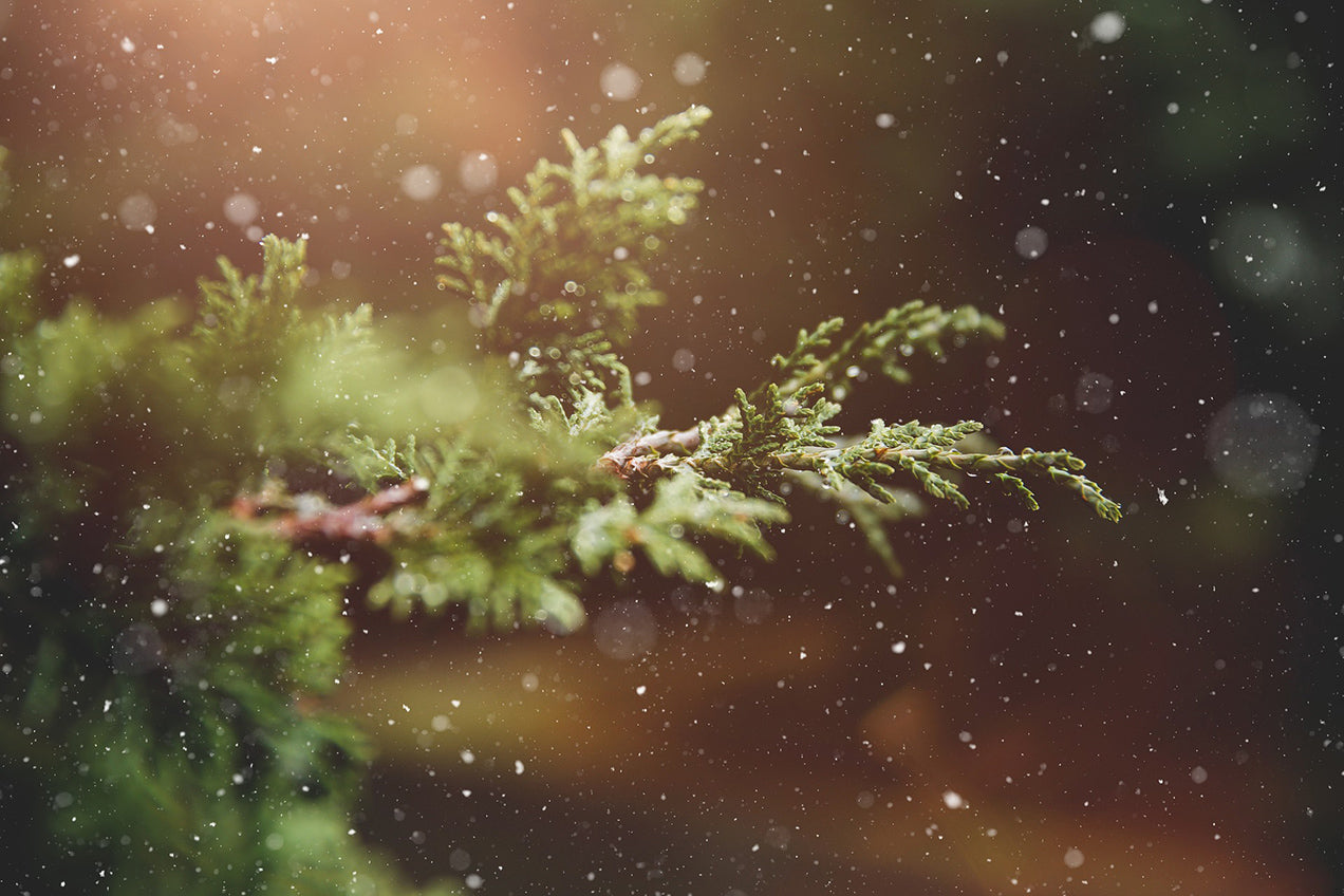  <img alt="pine tree snow winter"> 
