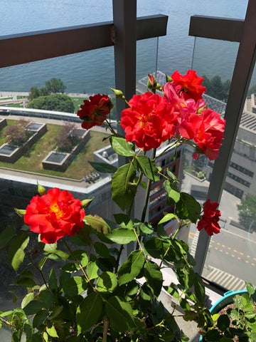 Flowers planted in my Mom's memory