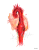Cardiovascular Print Set