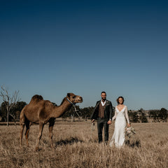 bride and groom and camel in a paddock at summer land camel farm with exotic soirees marquees