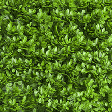 Lime Green Boxwood Hedge Genlisea Garden Wall Backdrop Mat#whtbkgd