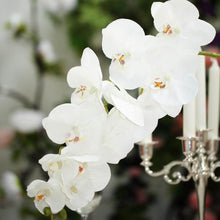 2 Stems | 40inch Tall White Artificial Silk Orchid Flower Bouquets