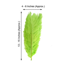 12 Pack | 13 inches -15 inches Green Natural Plume Ostrich Feathers Centerpiece