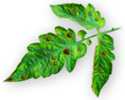 Manganese Deficiency in Plants
