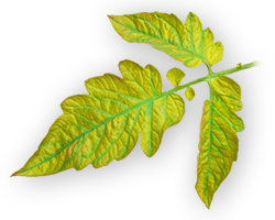 Plant Nitrogen Deficiency