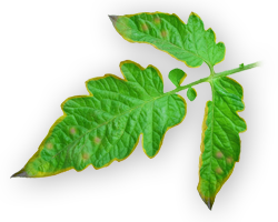 Potassium Deficiency in Plants