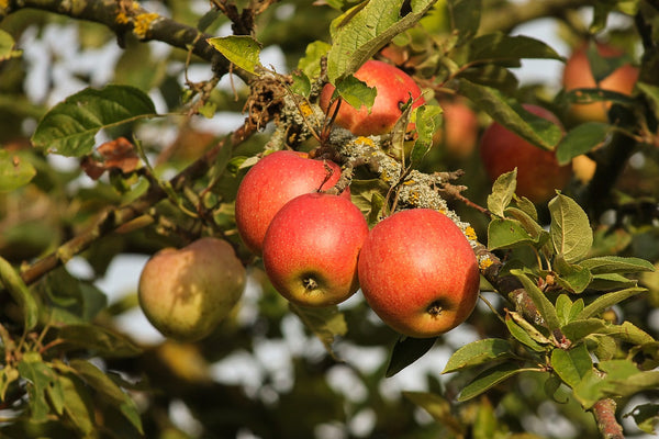 Apple Orchard - Abundance Farm