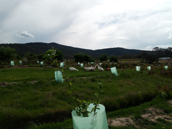 Apple Orchard - Abundance Farm