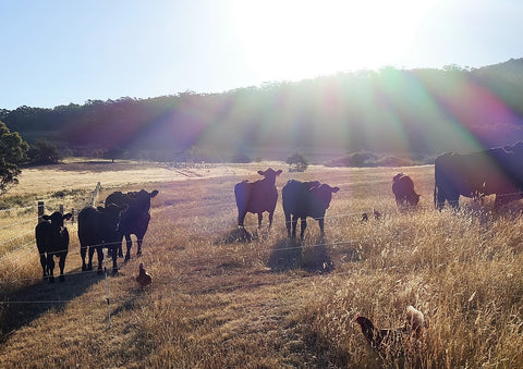 Abundance Farm Angus Cattle