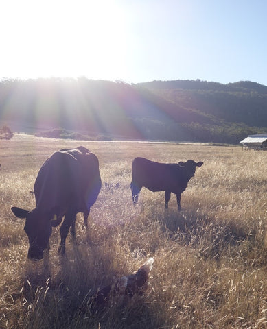 Happy cows and chooks in a diverse regenerative agriculture system