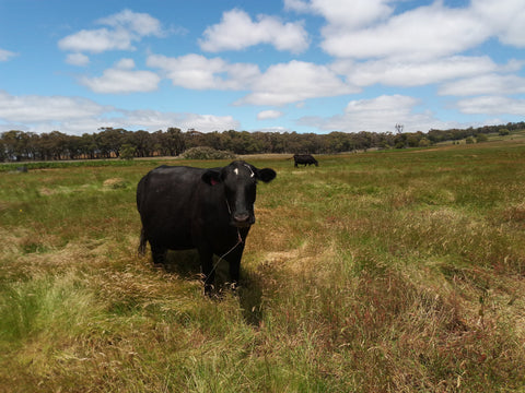 Happy grass fed cow