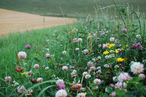 Pasture flowers foraged by pollinators with monoculture crop in the background