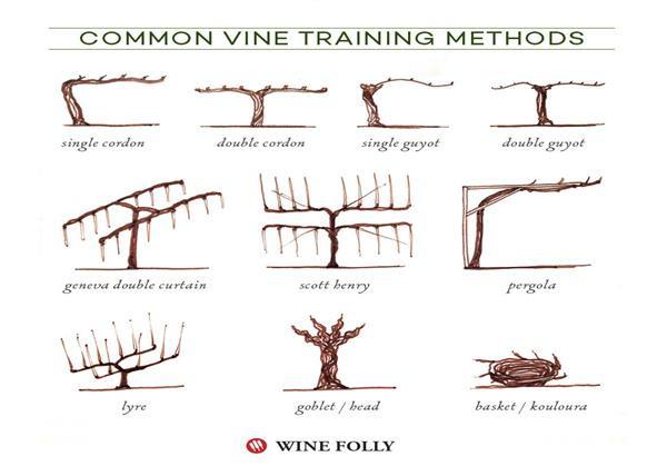 grape vine training systems