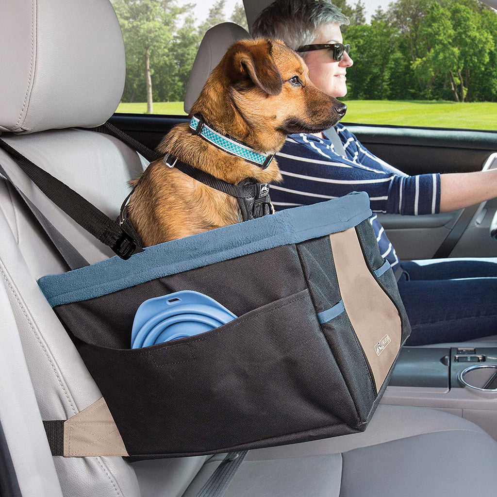 do dogs need car seats