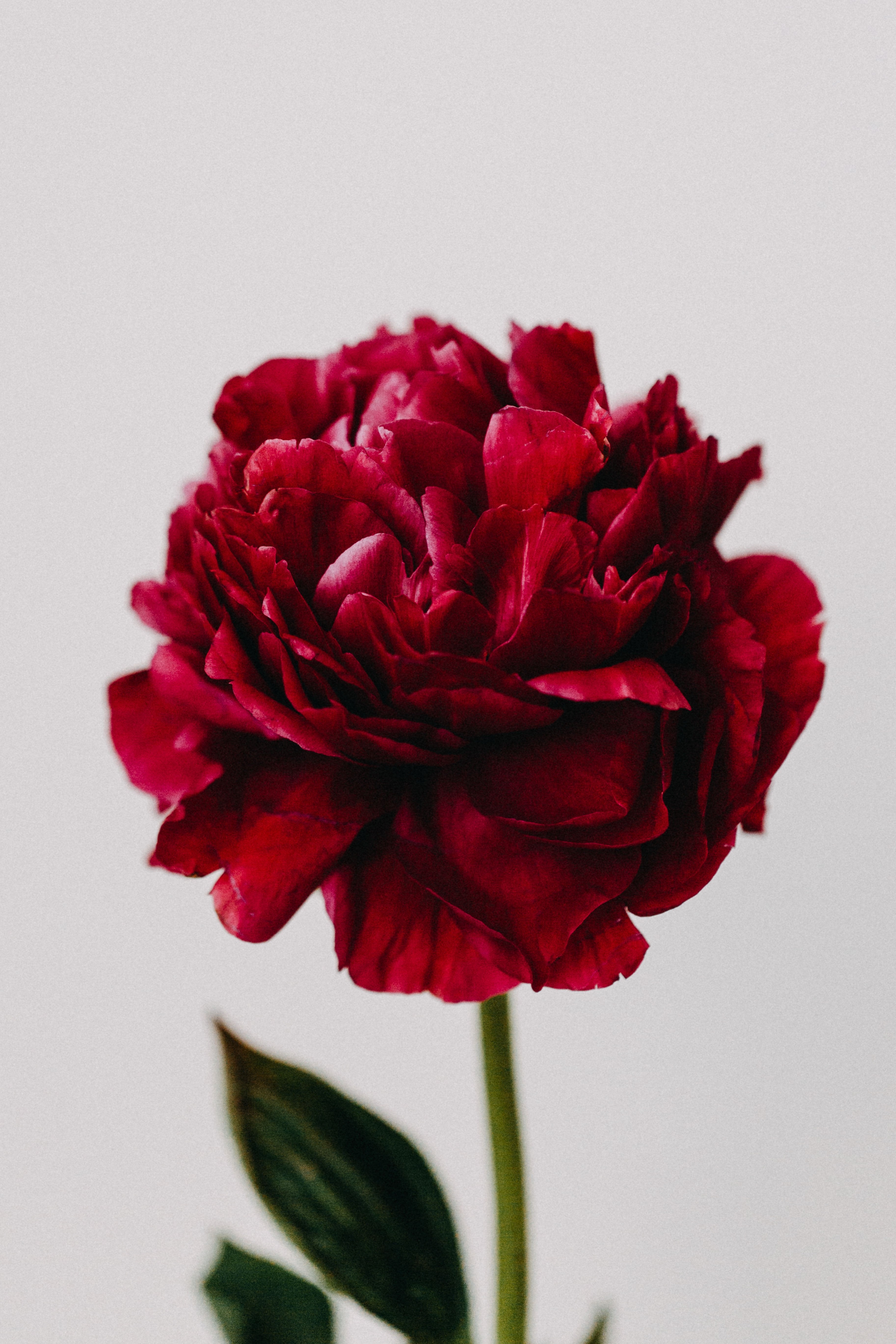 Peony Red I Photographic Print