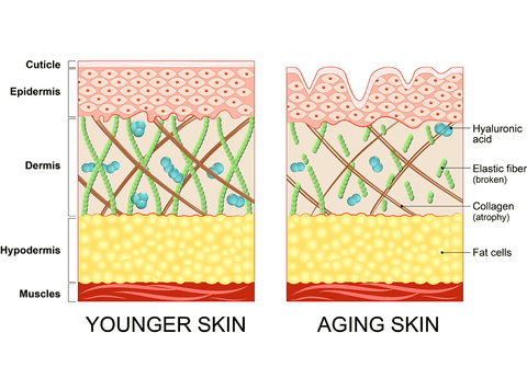 The difference between younger skin and aging skin