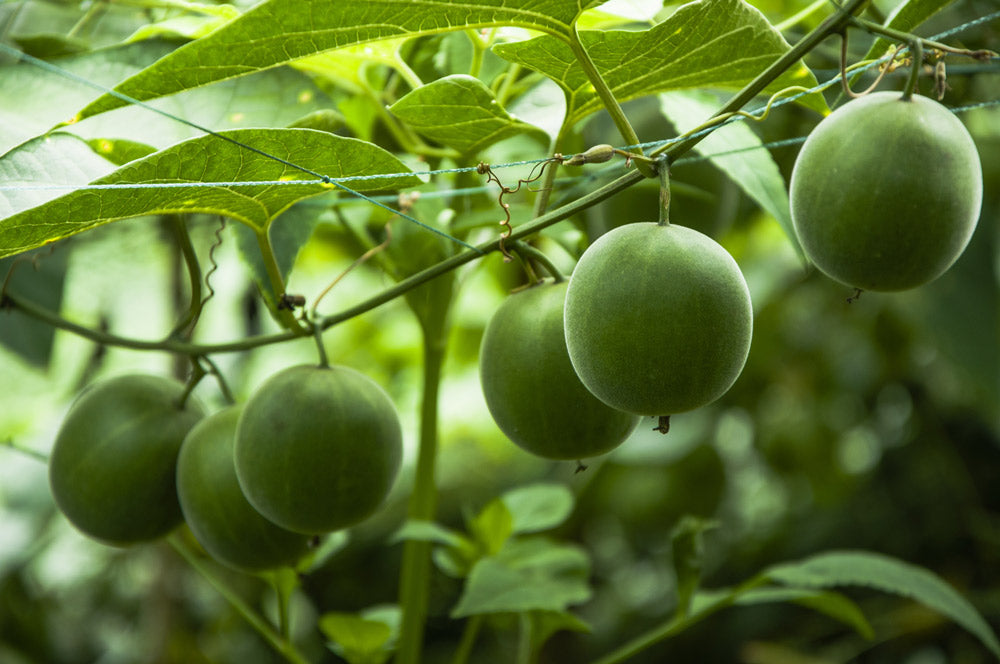 monk fruit