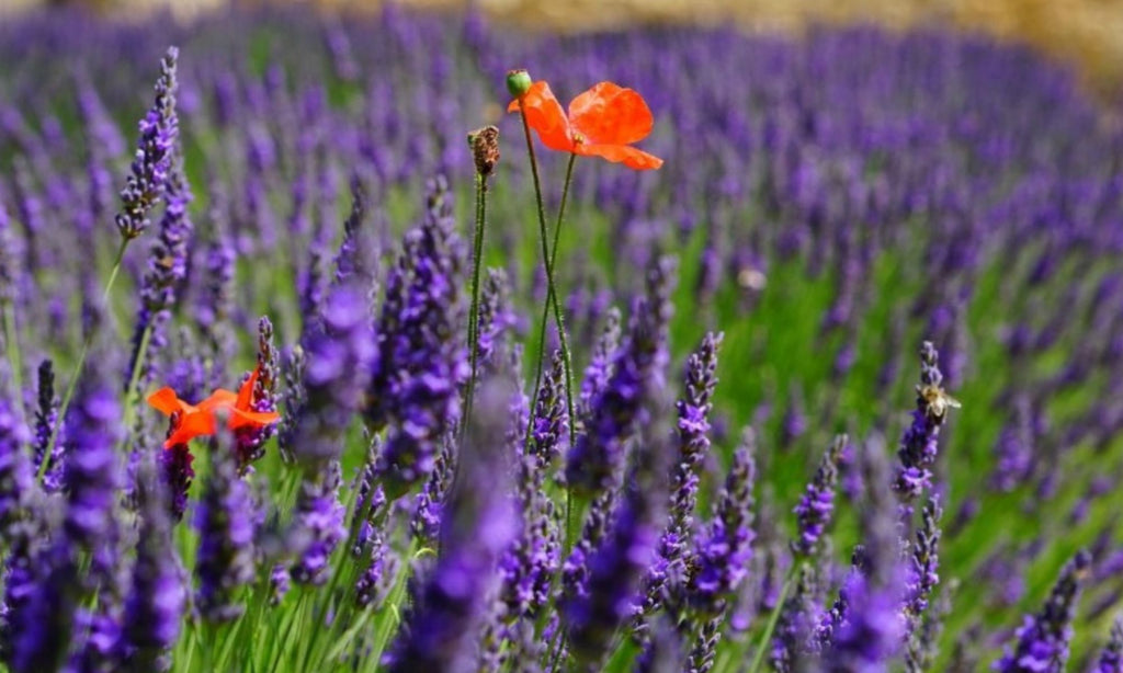 Lest We Forget...Anzac Day 2020 at Tasmanian Lavender Gifts