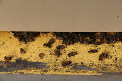A handful of dead bees on the doorstep isn't the end of the world.