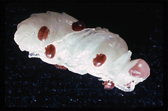 Varroa can often be easily spotted on drone pupae.