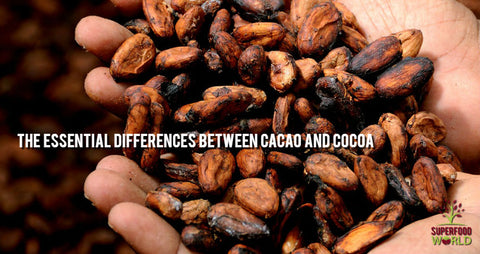 essential differences cacao cocoa