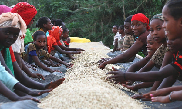 coffee sorting in Ethiopia