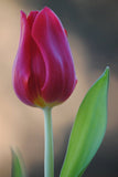 Single Tulip Flower Self Defense Ring Top