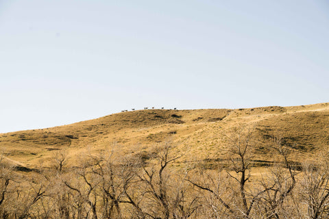 Madison McKinley Steerhead Ranch wildlife.