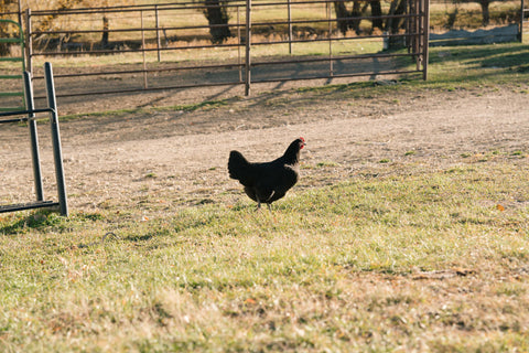Chickens at the Steerhead Ranch. 
