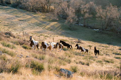 Horses on the Steerheard Ranch at the Madison McKinley photoshoot. 