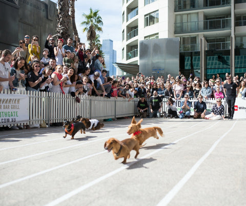 Racing at the Annual Sausage Dog Race, Melbourne