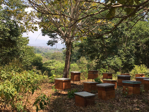 1. Organic bee hives in Latin America
