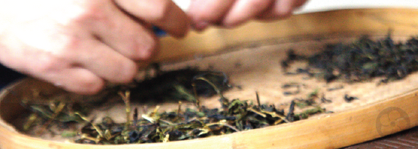tea processing steps blossom