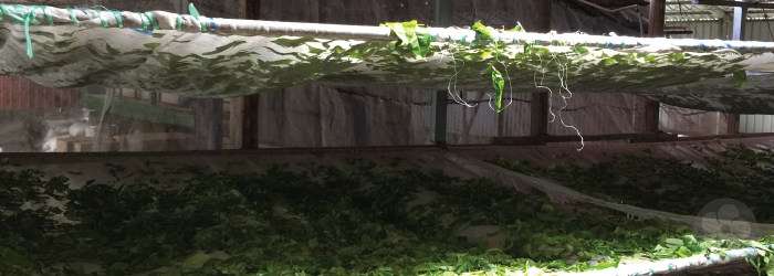 withering at this tea factory takes place on layers of stretched fabric