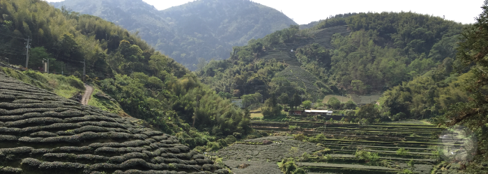 Anxi County is close to the coast, allowing for easy tea exports
