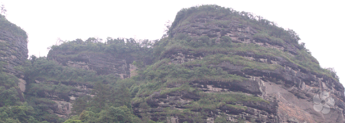 terraced mountains in Guangdong grow Phoenix oolongs