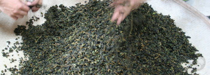 Taiwanese oolongs were unique in the European and American market
