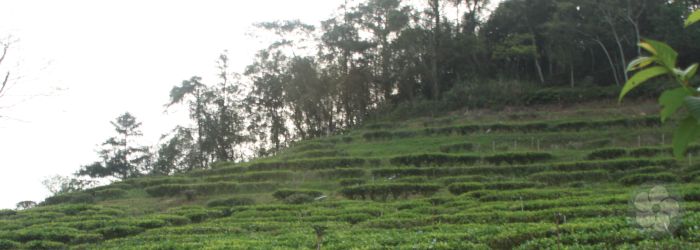 This tea farm near Sun Moon Lake specializes in black tea varieties
